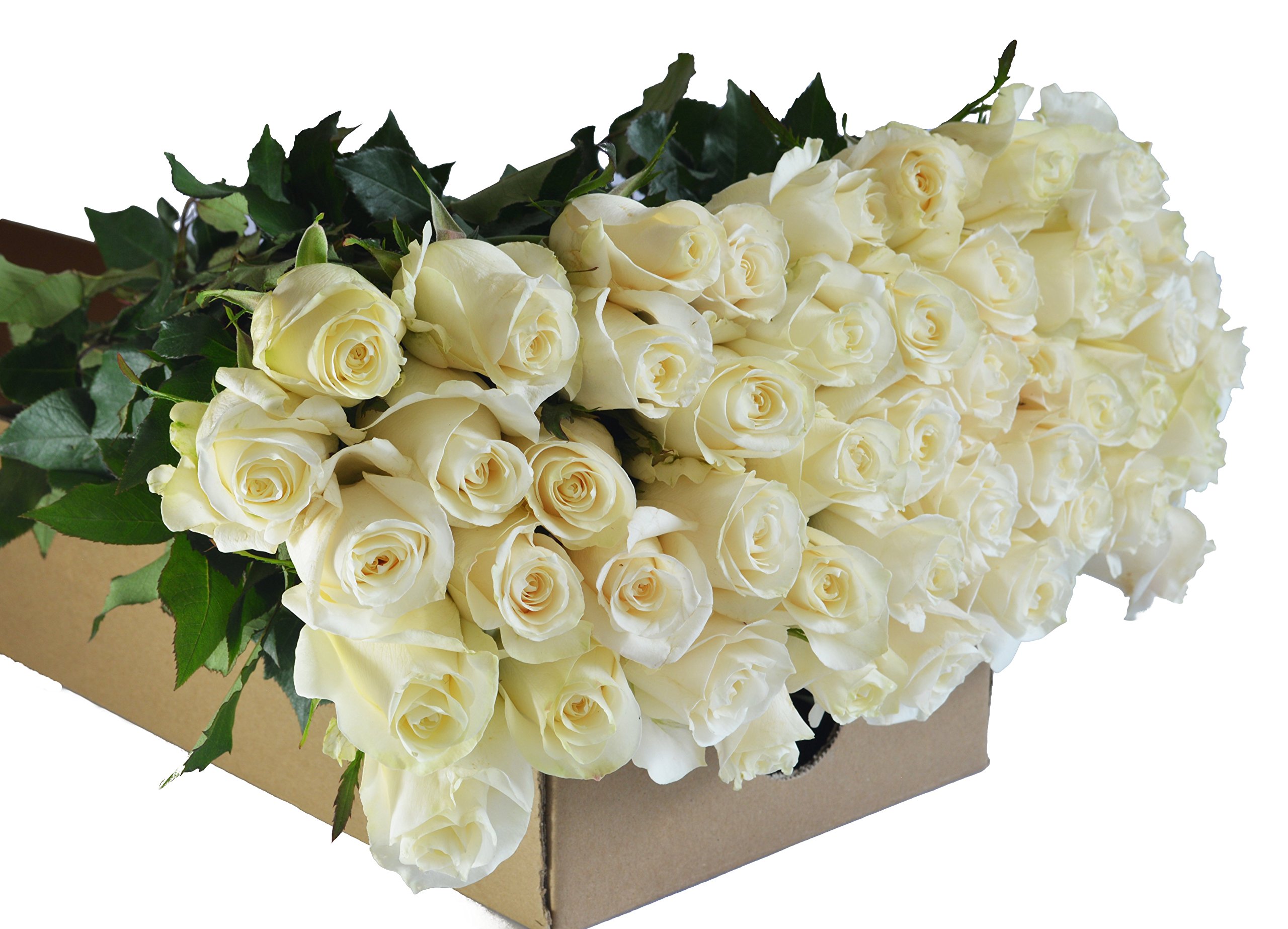 Blooms2Door PRIME NEXT DAY DELIVERY – WEDDING COLLECTION – 100 White Roses (Long Stem – 50cm) – Wholesale Fresh Flowers I Gift for Birthday, Anniversary, Thank You, Mother’s Day Fresh Flowers.