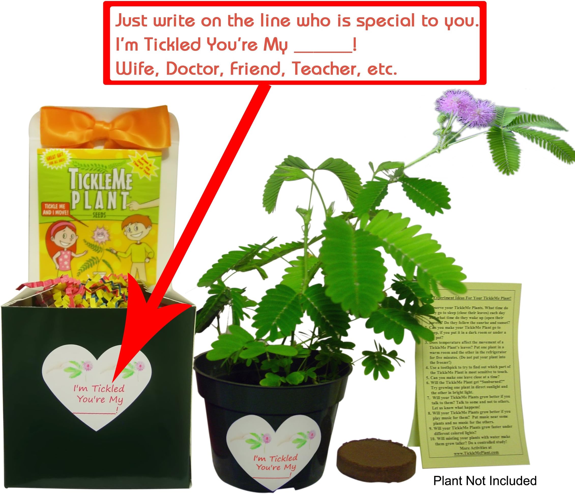 NEW! TickleMe Plant Gift Box Set Great Gift For Her Great Gift For Him- Say I'm Tickled You're My _______! To Grow This Unique Tropical House Plant That Closes Its leaves When You TICKLE It! Great Gift for Teachers, Gifts for Grandchildren, Gift for Grandparents, Gift for Lawyers, Gift for Nurses, cousins, Friends