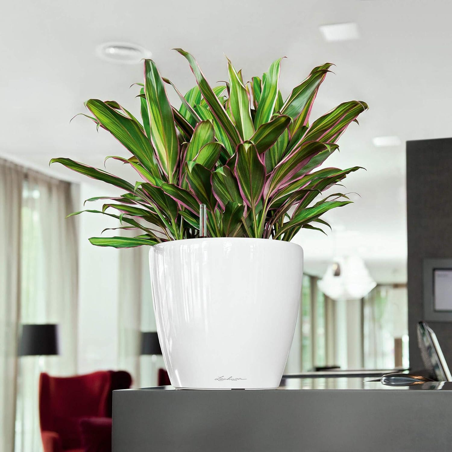 Lechuza Self Watering Plant Pot CLASSICO 28 LS Garden Flower Indoor and Outdoor Small Plastic Planter with Drainage Hole D28 H26 cm Charcoal Metallic - Image 4