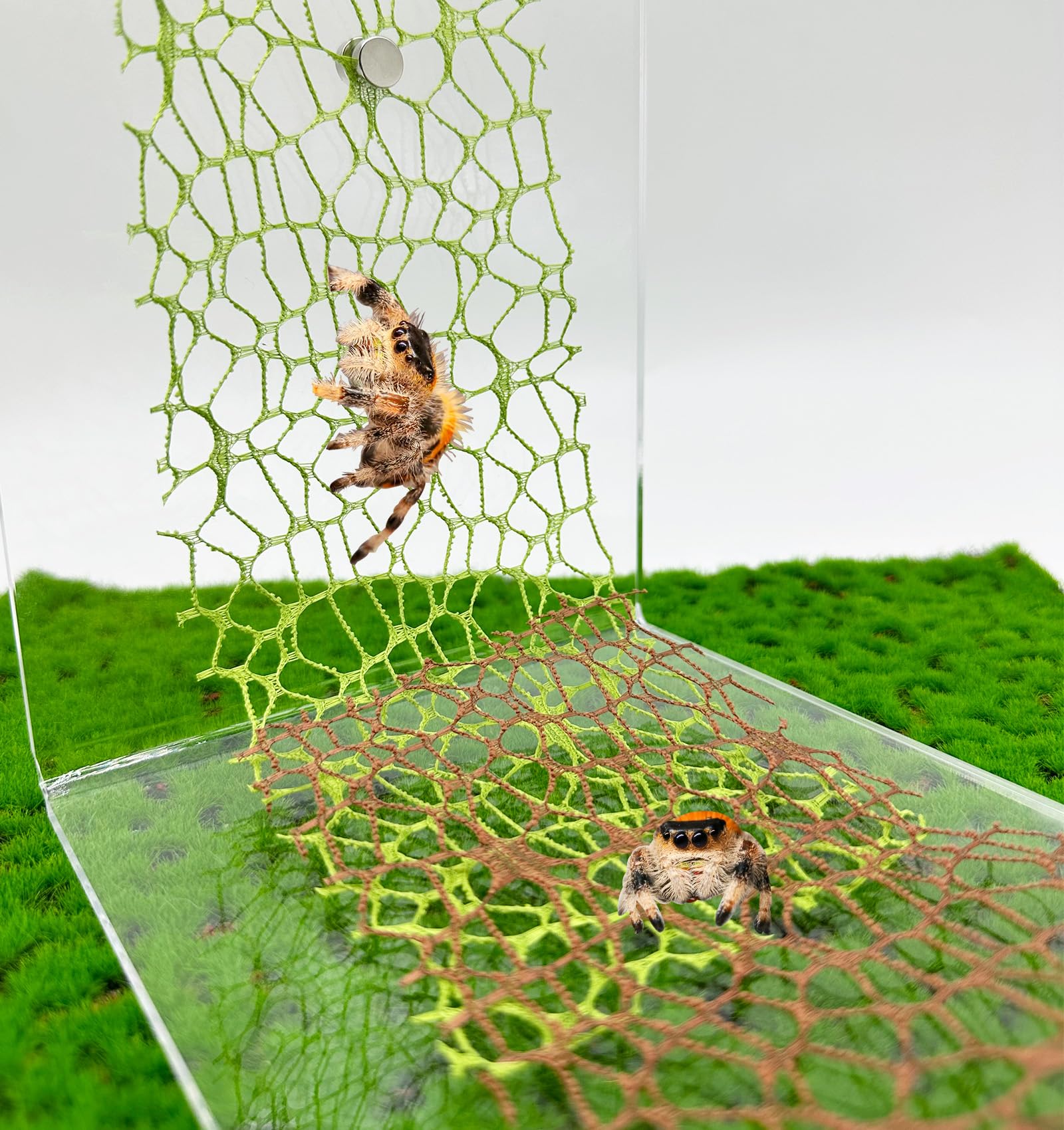 Okueejur 6 PCS Jumping Spider Habitat Accessories-Jumping Spider Webbed Moss Ribbon with Magnets for Spoods Jumping Spider Enclosure Spoods Climbing (3pcs Green + 3pcs Brown)