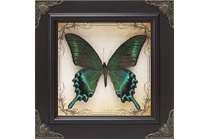RISDORAY Handmade Real Butterfly Framed with 5 Pieces Gift Set - Gothic Home Decor and Vintage Frame - Butterflies Taxidermy Shadow Box Collection (Green-Banded Queen Butterfly)