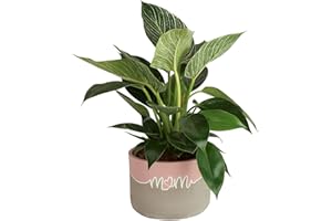 Costa Farms Live Indoor Philodendron Birkin Plant, Live Houseplant in Decor Planter, Trending Tropicals Collection, Great Mother's Day Gift, Tropical Décor, 12-Inches Tall