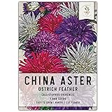 Seed Needs, Ostrich Feather China Aster Seeds
