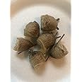 5 Fresh Extra Large Chinese Praying Mantis Eggs Plus Get A Free Hatching Habitat Bag