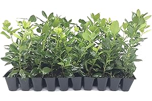 FLORIDA FOLIAGE Nellie R. Stevens Holly - 40 Live Plants - Evergreen Privacy Trees