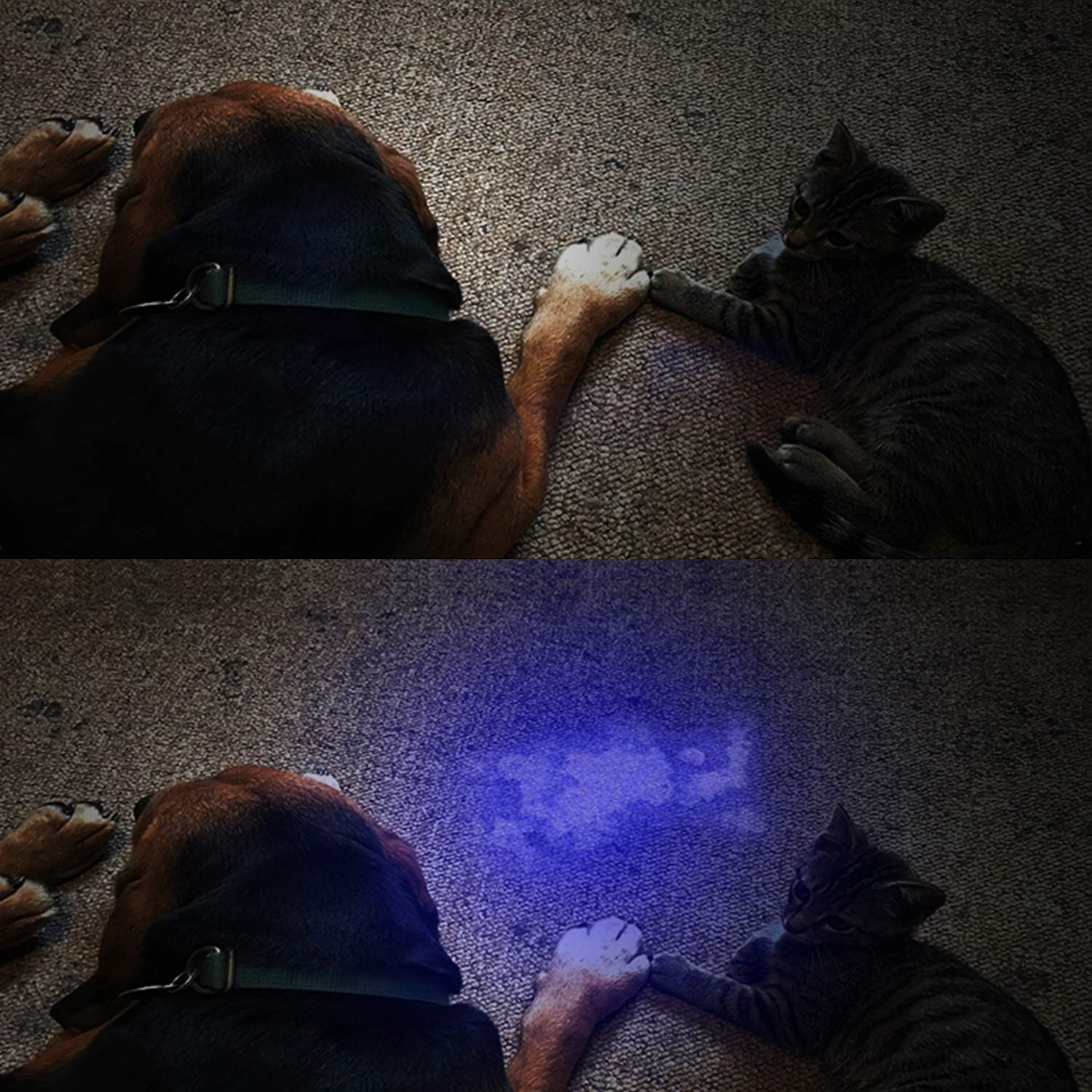 Vansky UV Torch 21 LEDs, UV Flashlight Black Light for Pet Urine Detection Blacklight Detector for Dog Urine Pet Stains - Image 3