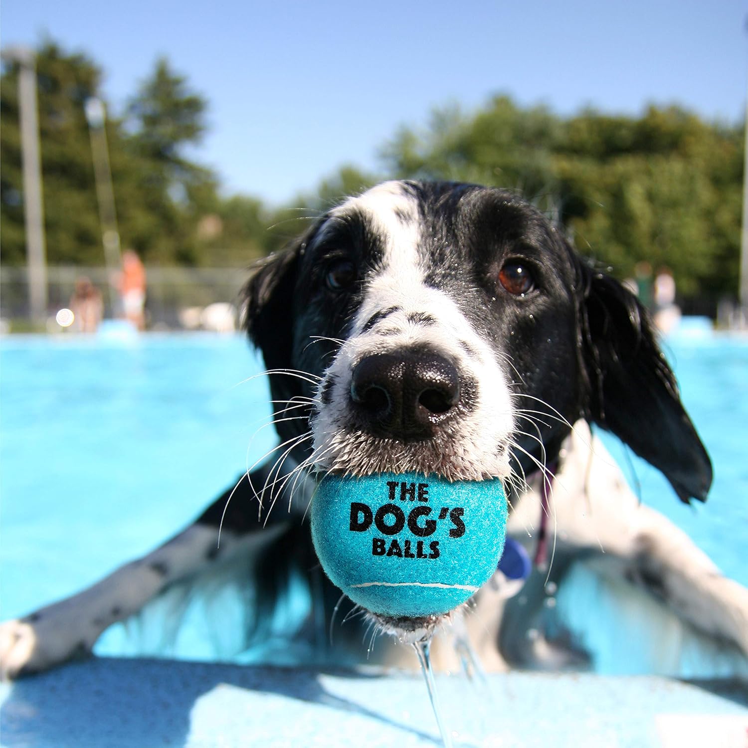 Pet Supplies : The Dog's Balls, Dog Tennis Balls, 12-Pack Blue Dog Toy, Premium Strong Dog & Puppy Ball for Training, Play, Exercise & Fetch : 