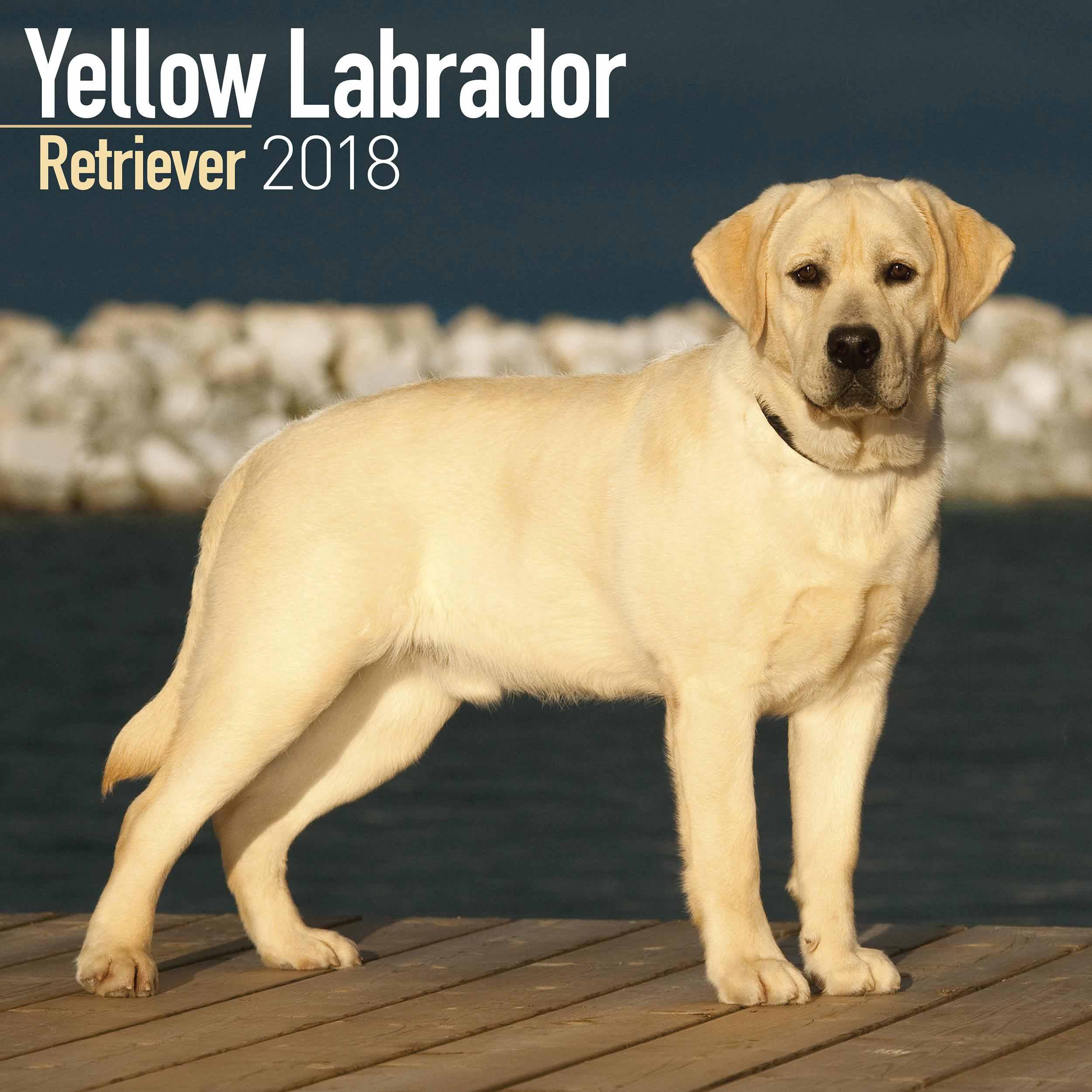 Yellow Labrador Retriever Calendar 2018