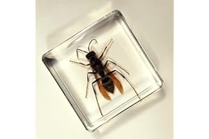 HQRP-CRYSTAL 38mm Real Asian Giant Hornet in Crystal Clear Lucite Resin Crafts Specimen Preserved Various Animal Insect Bug Taxidermy Collection for Biology Science Education & Desk Ornament Display Supplies