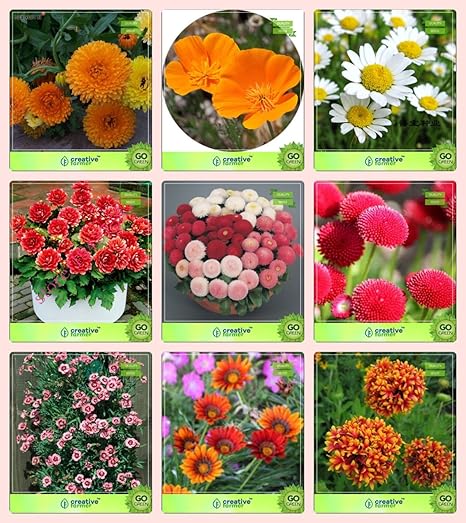 Creative Farmer Flower Seeds : Flower Seeds Combo Calendula Orange, California, Chrysanthemum, Dahlia -Unwin, Daisy-Double, Daisy- White, Dianthus-Scarlet Red, Gazania-Dwarf and Others -1 Packs