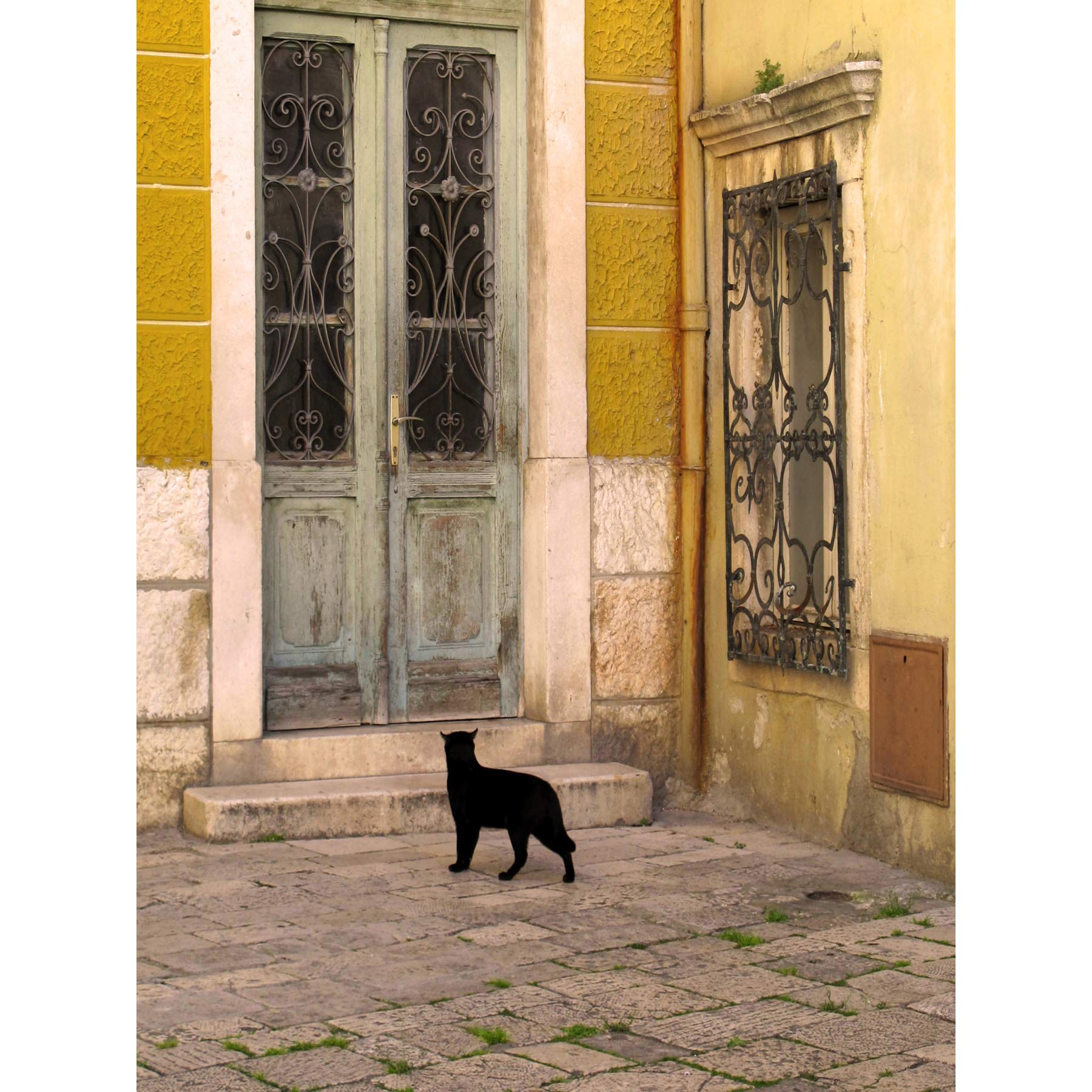 Wee Blue Coo Photography Black Cat Contrast Yellow Brick Old Door Canvas Print