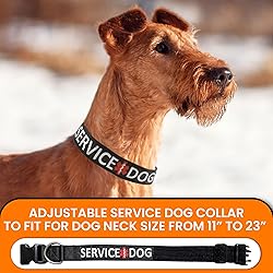 Tacticollar - Service Dog
