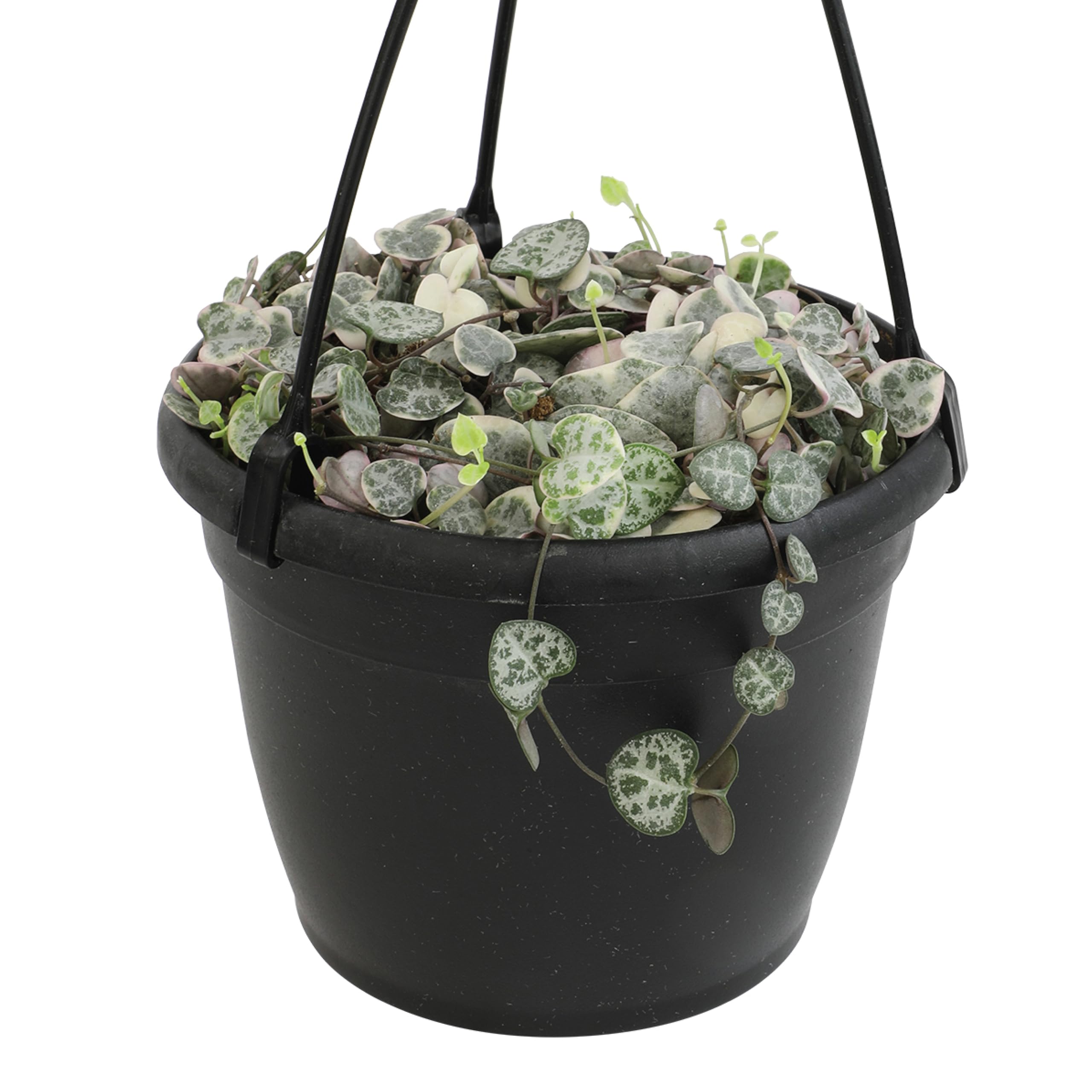 Photo 1 of Variegated String of Hearts Hanging Basket, Ceropegia linearis Woodii, String of Hearts Plant Live Succulents Plants Live Houseplants, House Plants Indoors Live Indoor House Plants by Plants for Pets