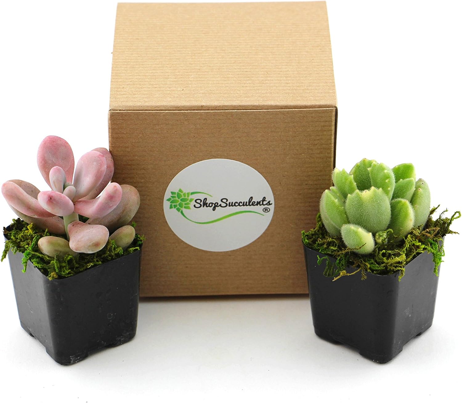 Shop Succulents Assorted Live Plants Hand Selected for