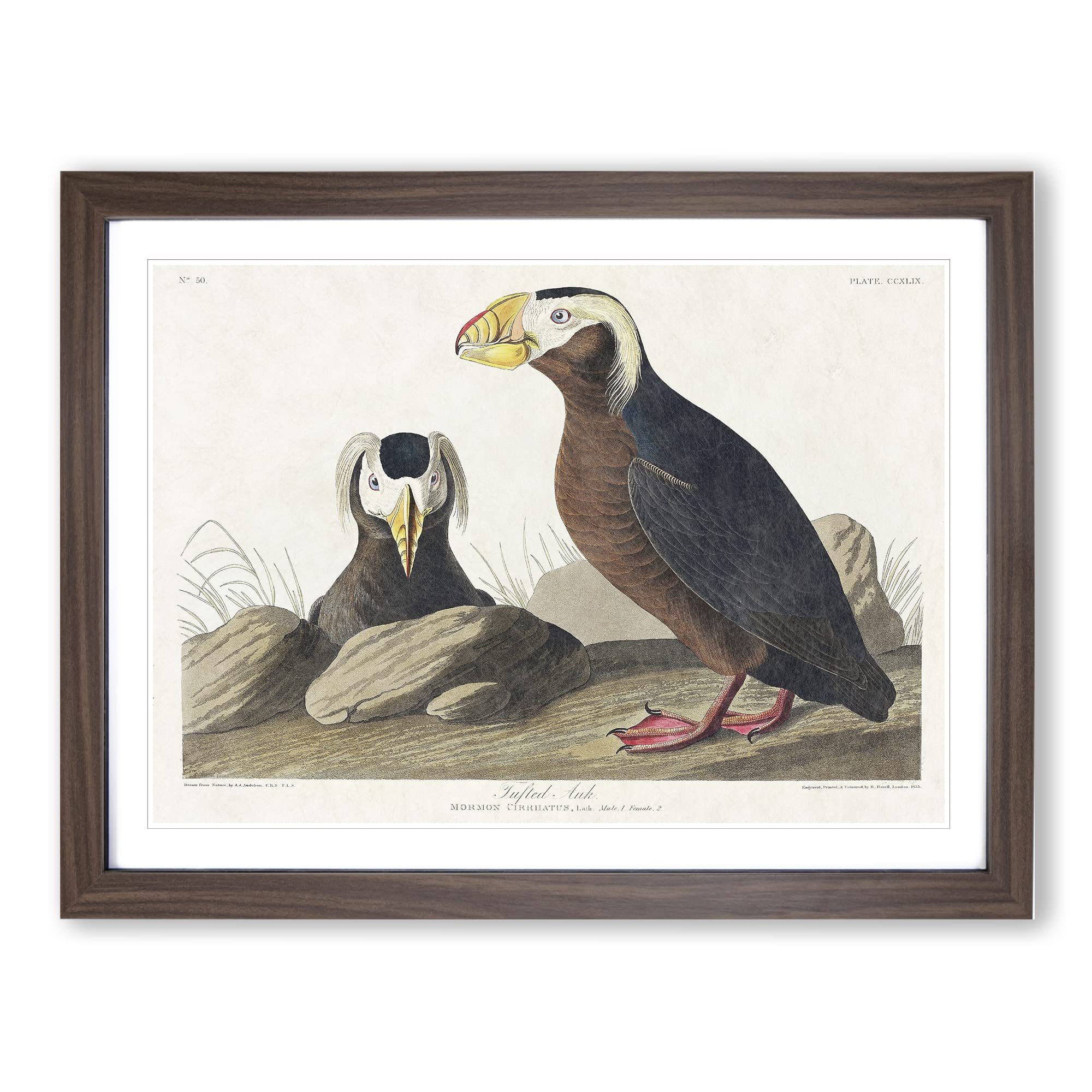Tufted Puffin Bird By John James Audubon Vintage Framed Wall Art Print, Ready to Hang Picture for Living Room Bedroom Home Office Décor, Walnut A4 (34 x 25 cm)