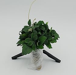 Greenwood Nursery: Live Ground-Cover Plants