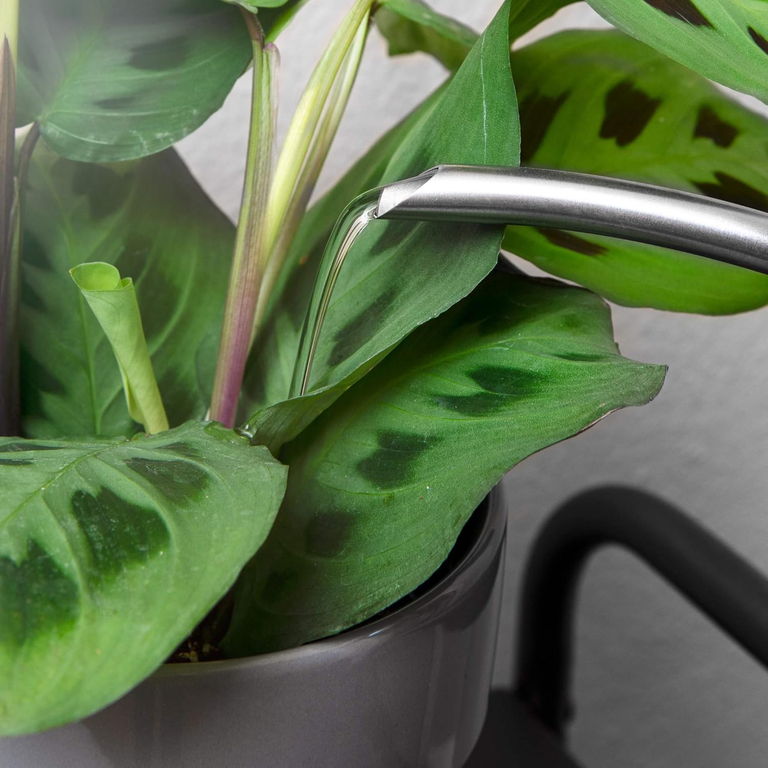 Homarden 30oz Metal Indoor Outdoor Plant Watering Can for House Plants (Stainless Steel) : Garden & Outdoor