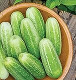 Burpee 'Picklebush' Pickling Cucumber Seeds, 50