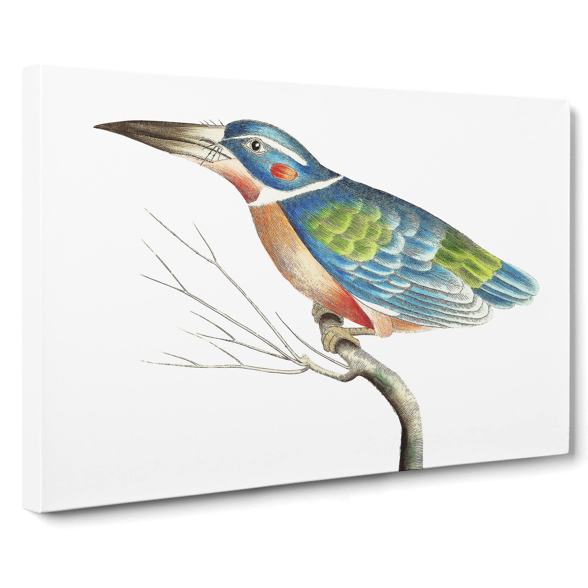 A Blue Kingfisher By George Shaw Canvas Print | Gallery Wrapped 30mm Frame Wall Art | 20x14 inches | Ready to Hang | Retro Bird Picture | Living Room Bedroom Lounge Office