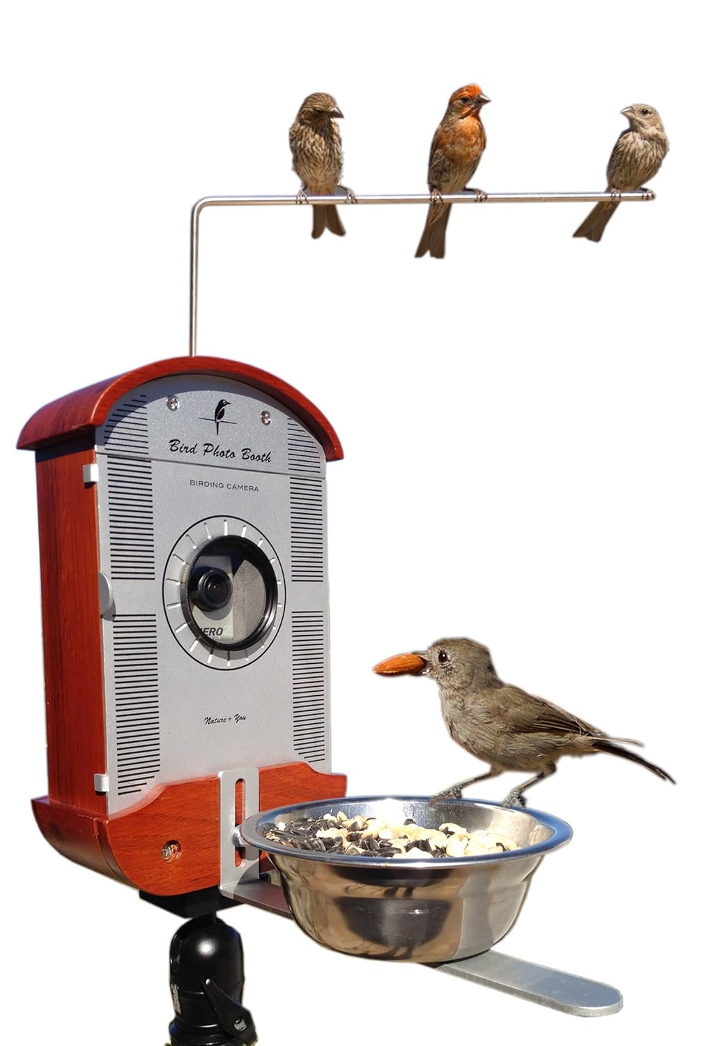 Bird Photo Booth Amazon Co Uk Garden Outdoors