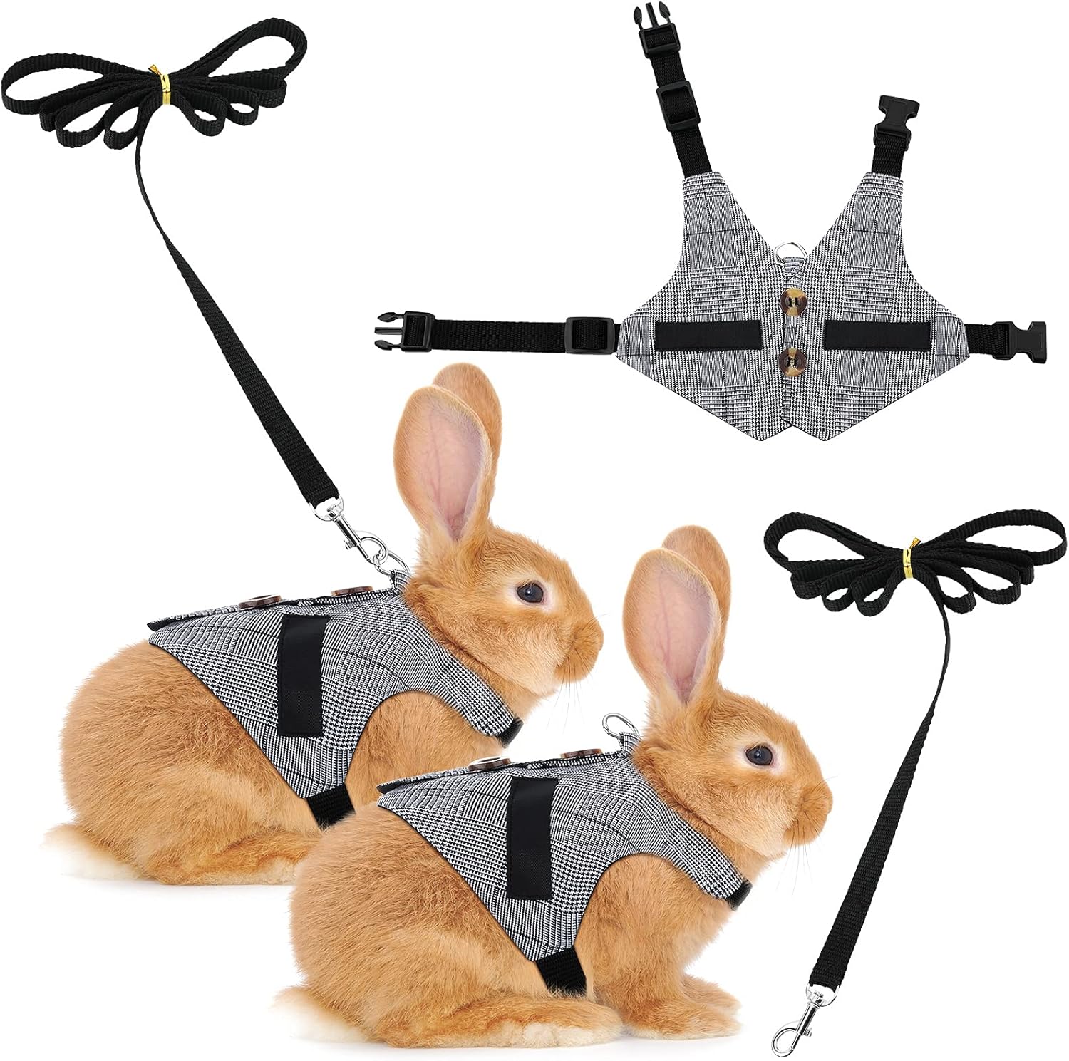 bunny walking on leash