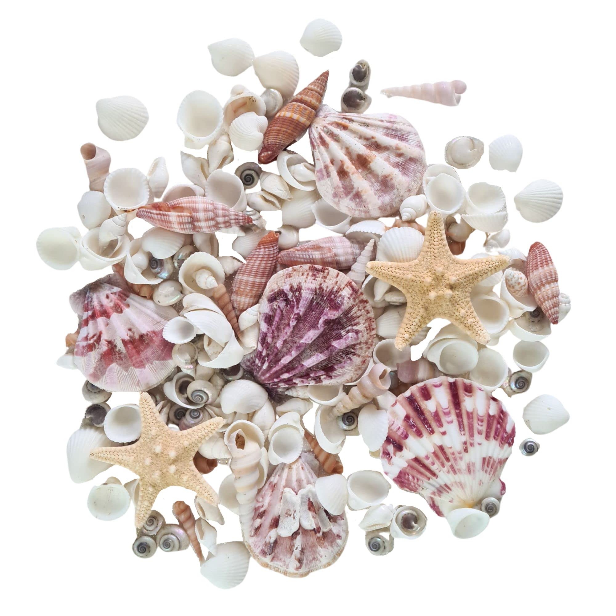 Avalon Mixed SEA Shells Collectable Small Seashell Mixes, Decorative Craft Shells, White Shells, Starfish, Weddings/Home Decor, Beach & Costal Themed Arts and Crafts Projects & Parties (Mix #MH)