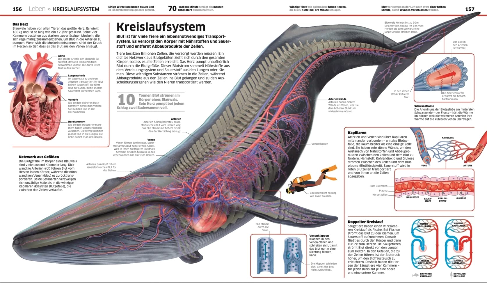DK Wissen. Natur & Technik: Naturwissenschaften in spektakulären Bildern. Für Kinder ab 10 Jahren DK Wissen. Natur & Technik: Naturwissenschaften in spektakulären Bildern. Für Kinder ab 10 Jahren Hardcover