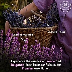 Majestic Pure Lavender Essential Oil with Glass