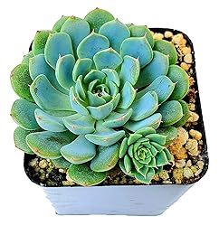 2.5" Echeveria Minima, 1 Live Succulent Potted with