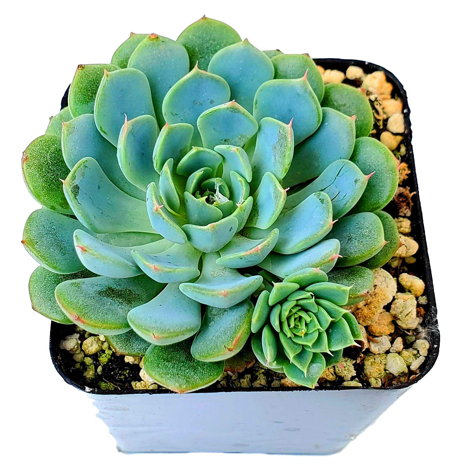 2.5" Echeveria Minima, 1 Live Succulent Potted with