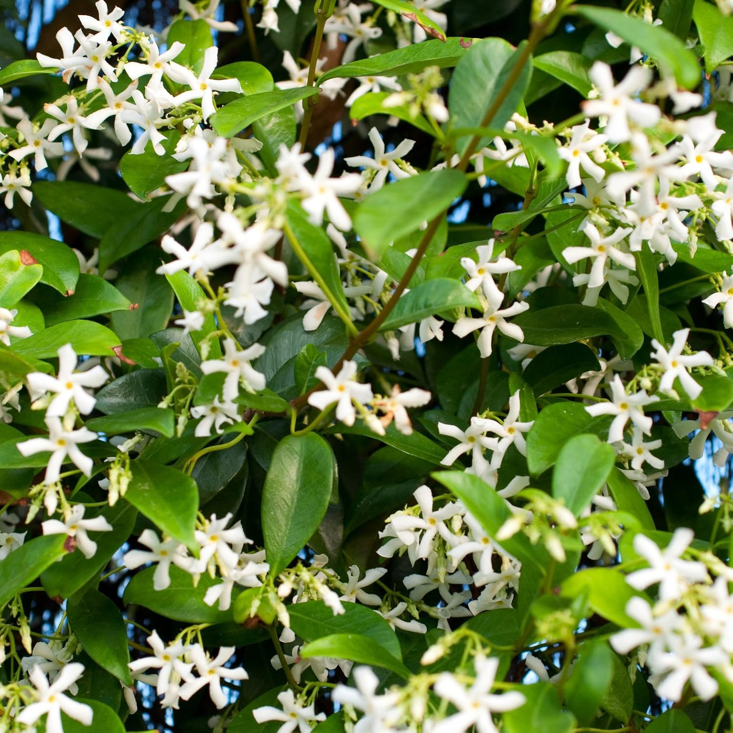 Trachelospermum Hardy Jasmine Climbing Plant Garden Summer Outdoor 1.4M