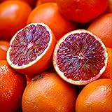 CHUXAY GARDEN Blood Orange,Raspberry Orange,Moro