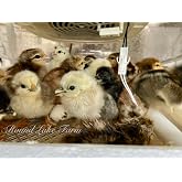 12 Barnyard Mix Chicken Fertile Hatching Eggs - Shipped in Foam from Free Range Birds