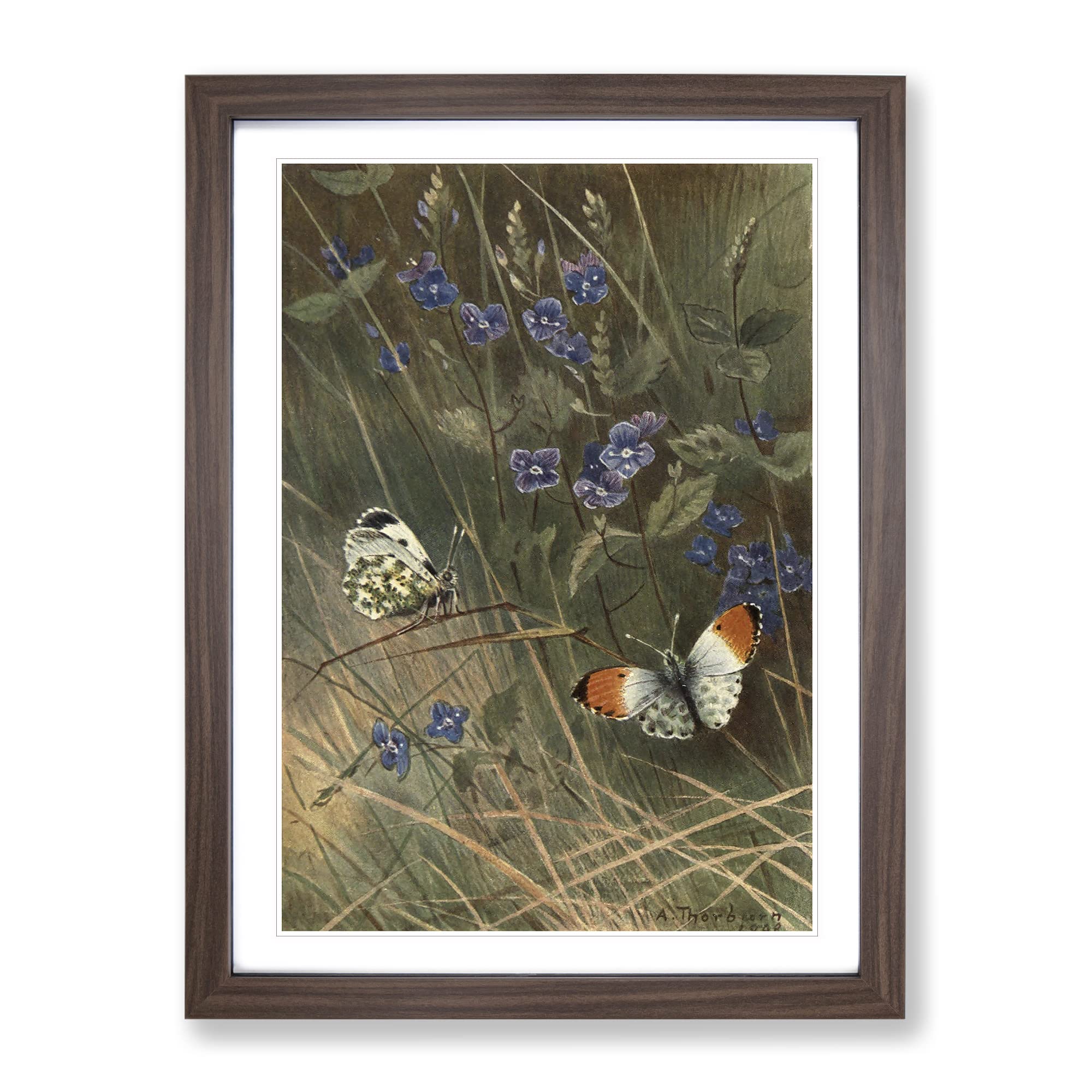 Vintage Thorburn, Archibald Orange Tip & Butterfly Vintage Framed Wall Art Print, Ready to Hang Picture for Living Room Bedroom Home Office Décor, Walnut A4 (34 x 25 cm)