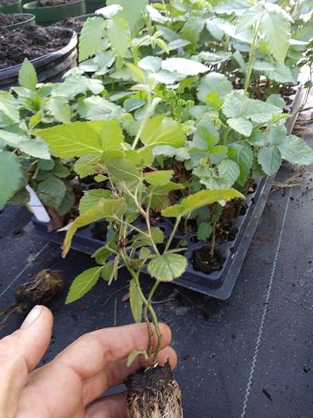Amazon.com : 10 Plants Sweetie Pie Thornless BlackBerry ...