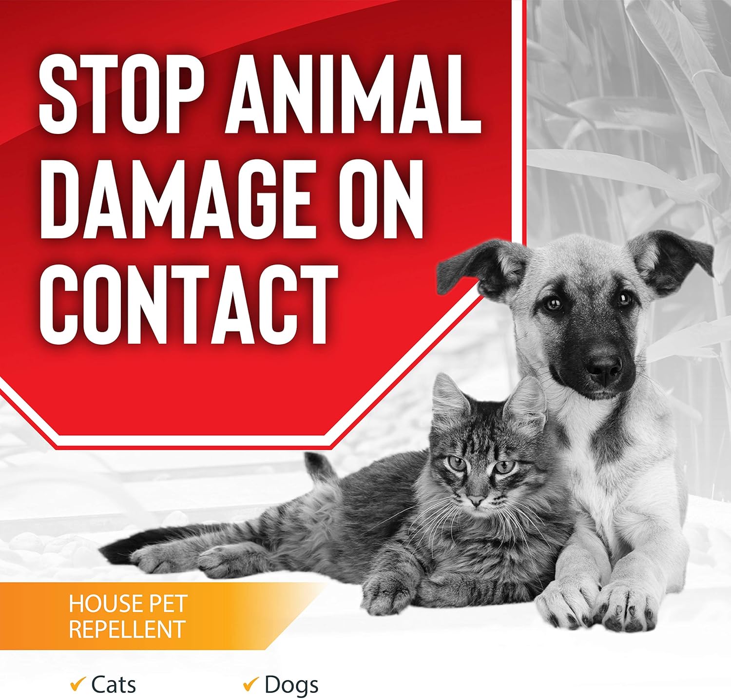 metacam for cats amazon