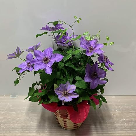 Amazon ギフト 鉢植え クレマチス 5号 ミゼットブルー カゴラッピング付き 底面給水 観葉植物 オンライン通販