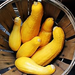 Back to the Roots 100% Organic Seed Packet - Squash