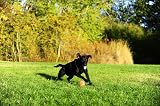 Chuckit! Tennis Ball Lightweight Dog Toy, Medium, 6.5 cm, Pack of 2 view 2