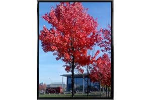 Medog 11x14 Picture Frame Black, Display Pictures 11x14 Gallery Frame, Wall Hanging Photo Frame Document Certificate Picture Frame, Black, 1 Pack