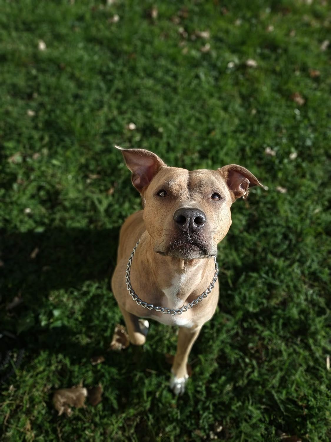 ParaDogs Strong Dog Choke Chain Training Collar for Medium and Large