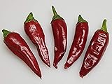 Guajillo Pepper 10+ Seeds