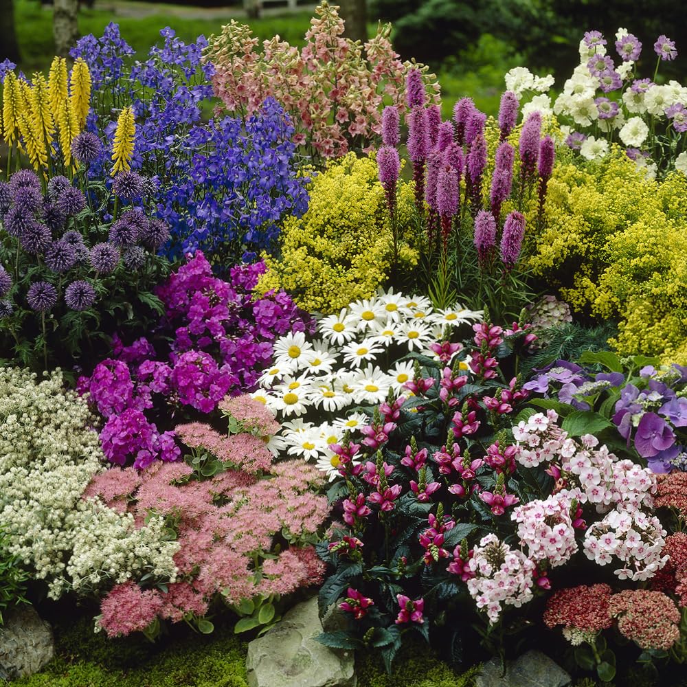 YouGarden Pack of 12 Mixed Winter Hardy Perennial Plants in 9cm Pots, Garden Ready Autumn Bedding Plants in 9cm Pots, Extremely Hardy