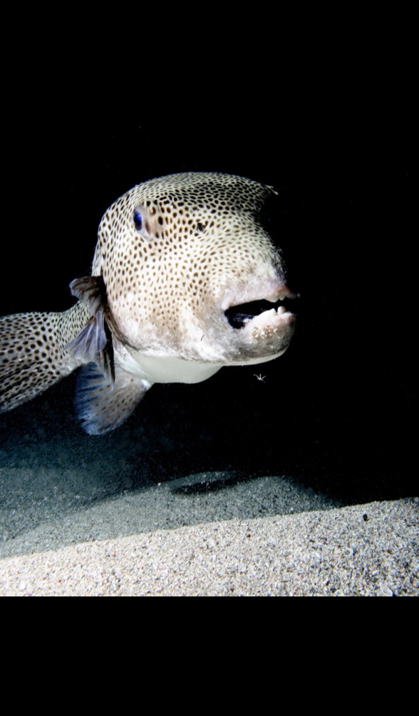 Amazon.com: Puffer Fish Wallpaper – HD Wallpapers of Puffer Fish