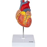 Axis Scientific Life-Size Human Heart Model | 2-Part Magnetic Design with 34 Clearly Labeled Internal Structures, Mounted on Base