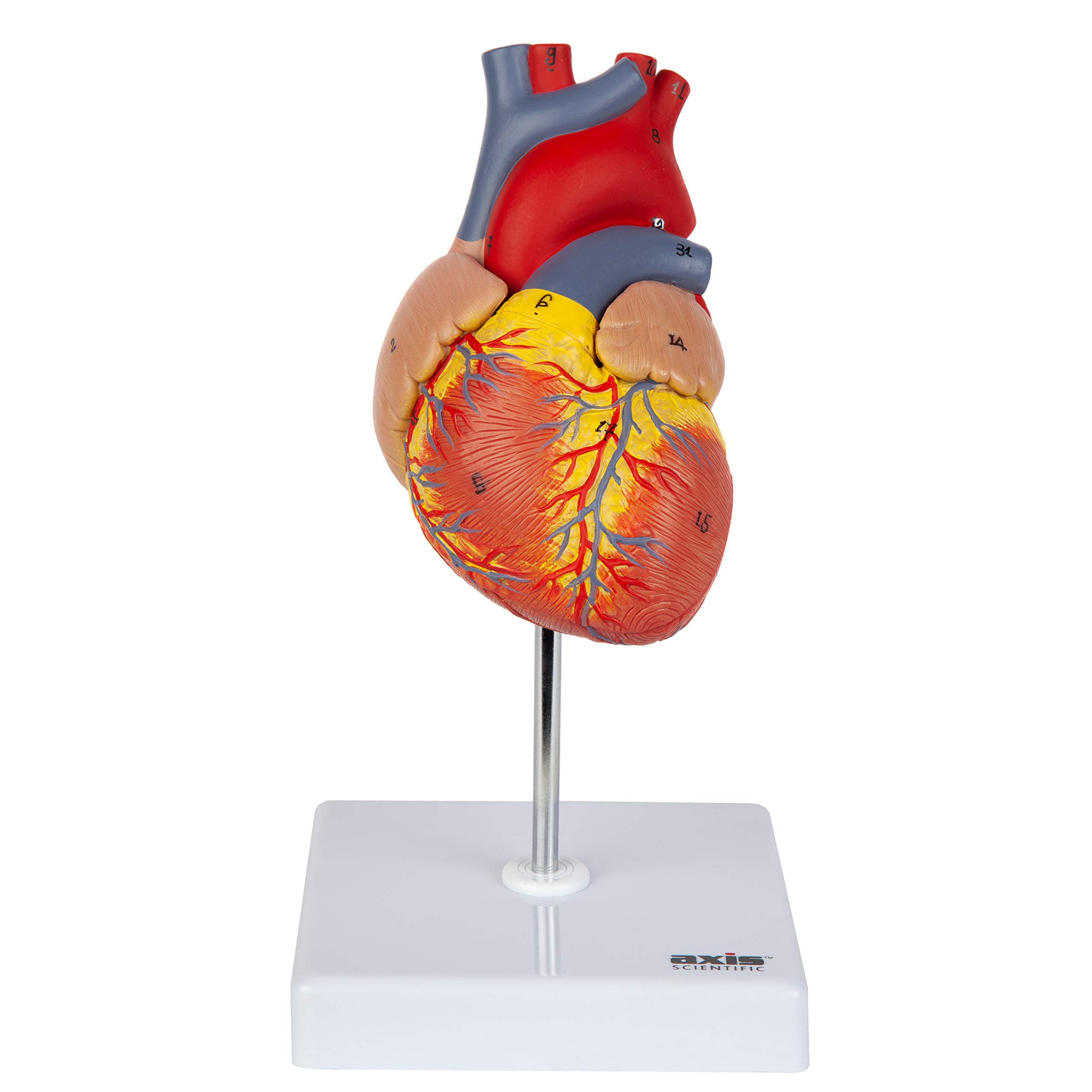 Axis Scientific Life-Size Human Heart Model, 2-Part Magnetic Design, 34 Labeled Structures, Mounted Base, Anatomy Study Manual