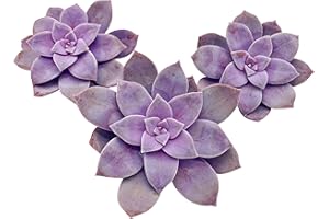 Live Succulent Cuttings (3 Graptopetalum Superbum), Succulents Plants Live, Succulent Plant NO Roots, House Plants Live Office Decoration, DIY Projects, Party Favor Gift by The Succulent Cult