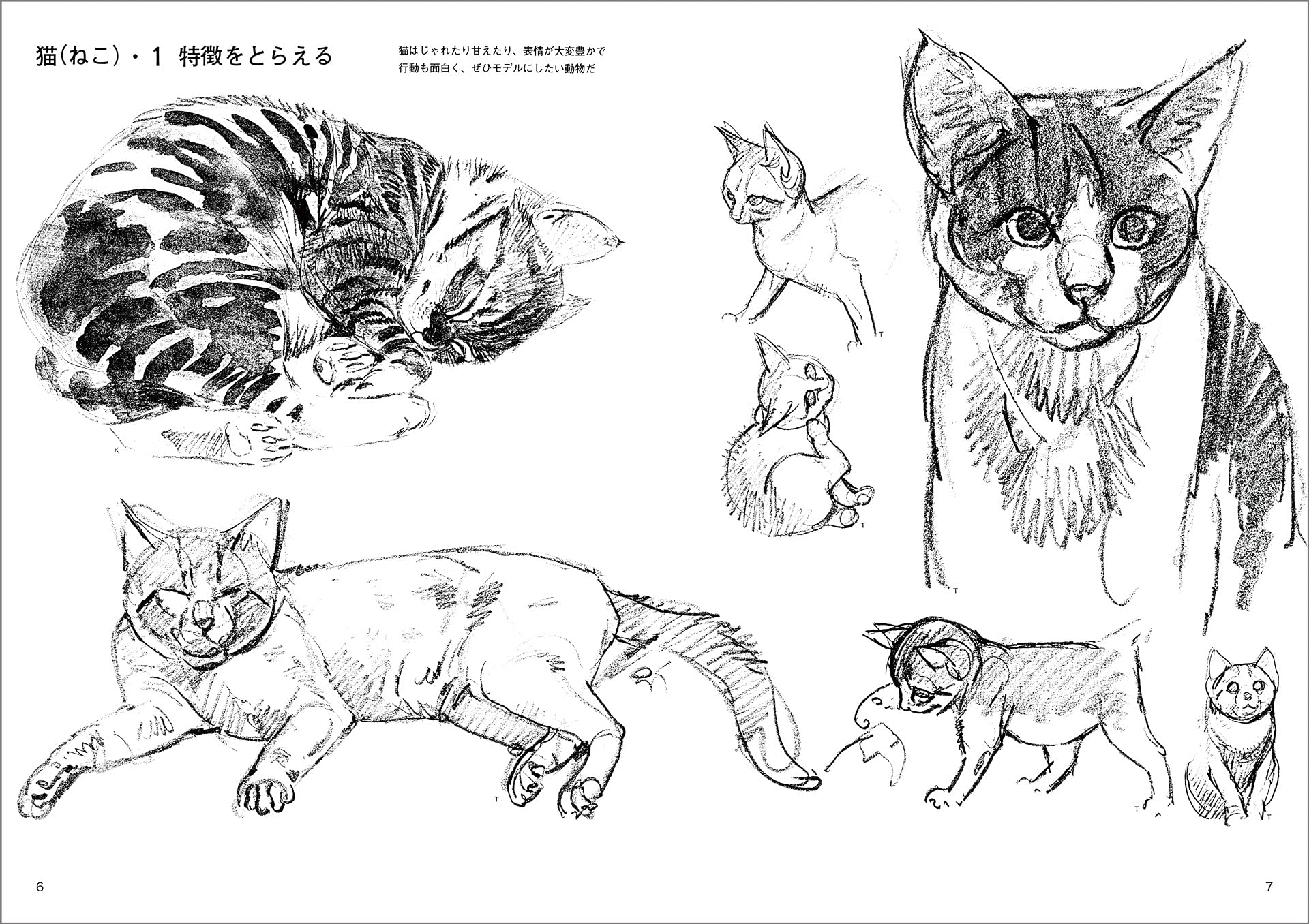 動物スケッチ 1 小動物編 みみずくアートシリーズ 内田 広由紀 本 通販 Amazon