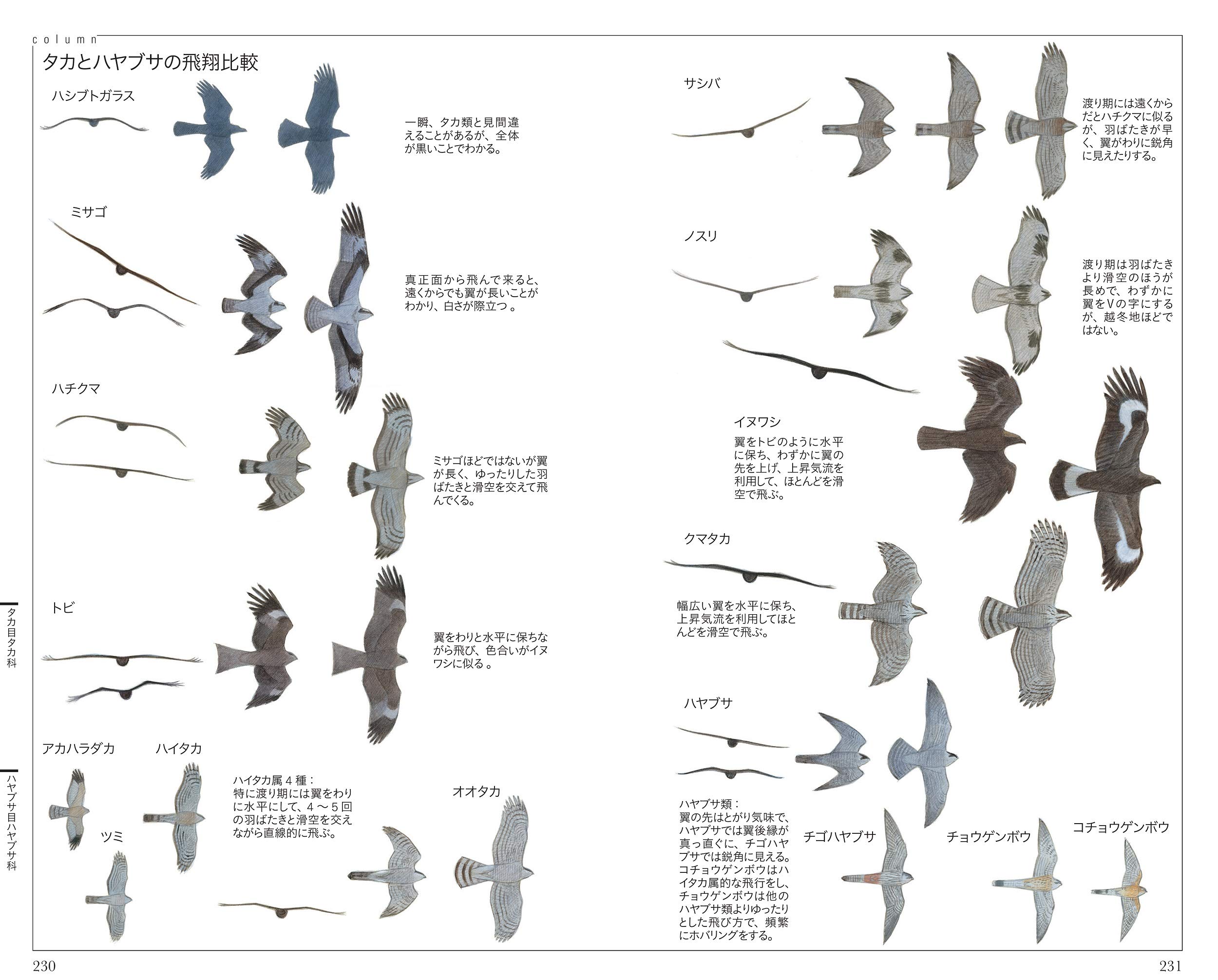 フィールド図鑑 日本の野鳥 第2版 Amazon Com Books