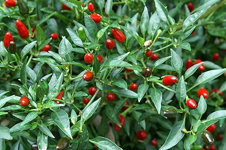 Planthub Hot Birds Eye Chilli Seed, Thai Chili Pepper Vegetable Seed - Pack of 50 Seeds.